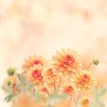 Imagen de Dahlia Flowers