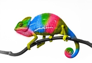 Bild von Chameleon - colors
