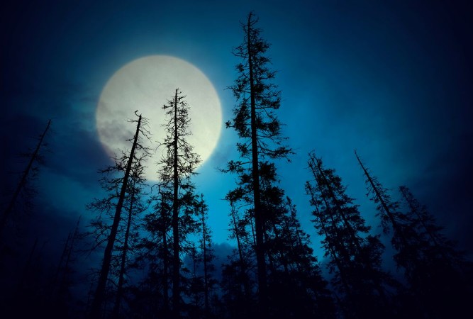 Picture of Spooky forest with full moon
