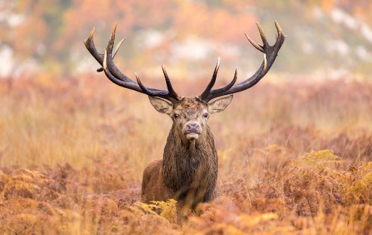 Picture of Large red deer stag walking towards the camera