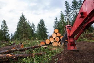 Obrázok z Trees chopped and stacked