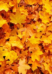 Bild vun Fallen Maple Leaves