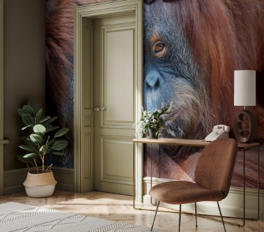 Picture of Wild tenderness among orangutan Mothers kissing her adult daughter