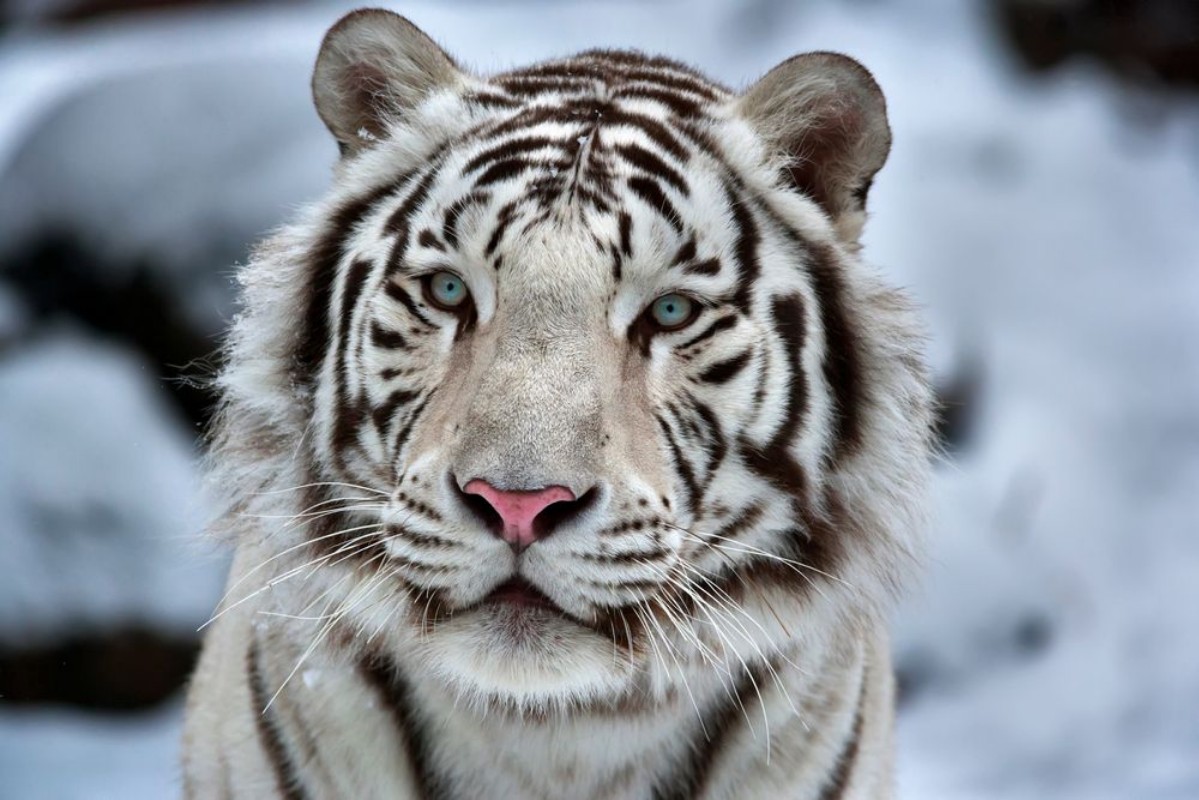 Picture of Glamour portrait of a young white bengal tiger