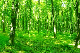 Bild von Beautiful green forest