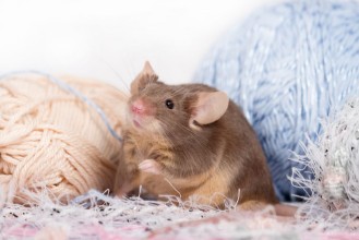 Picture of Funny domestic mouse is hiding among tangles of yarn Yarn is blue beige pink and fluffy Mouse has bushy wiskers Mouse is funny cute and curios