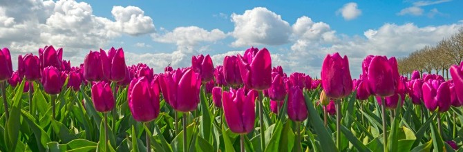 Kép Tulips in a field in spring
