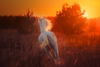 Kép White horse