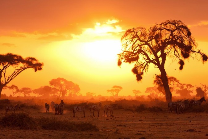 Bild på African sunset