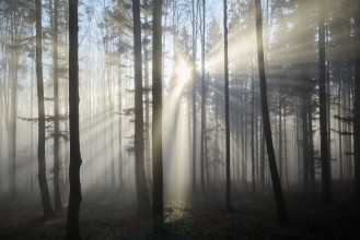Bild von Sun rays through the foggy forrest