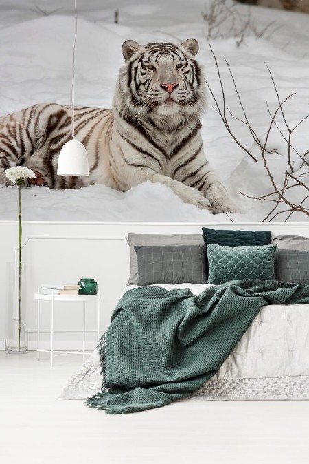 Picture of A white bengal tiger calm lying on fresh snow