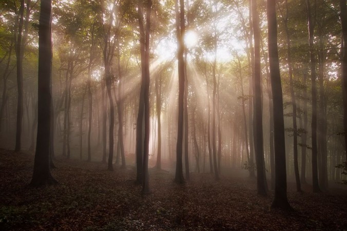 Picture of Sun rays in forest in the morning
