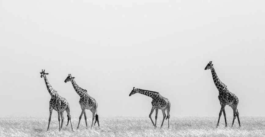 Afbeeldingen van Group of giraffes in the savanna Kenya Tanzania East Africa An excellent illustration