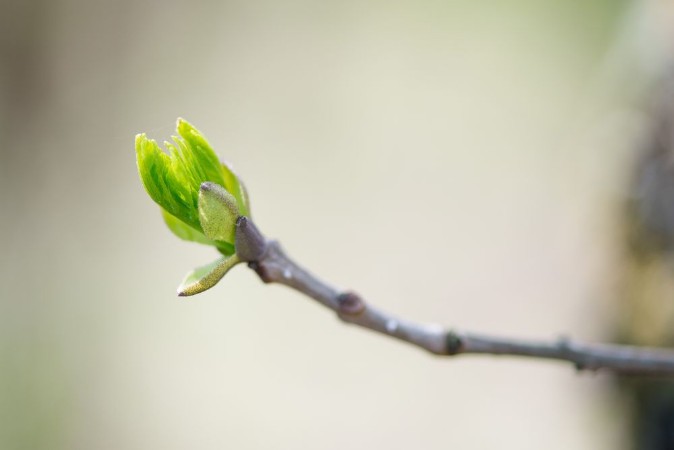Picture of Budding branches in the spring - selective focus