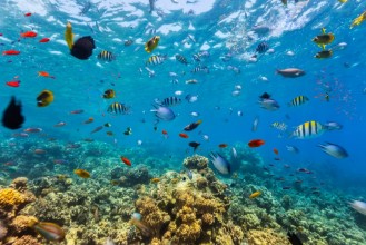 Afbeeldingen van Coral Reef and Tropical Fish