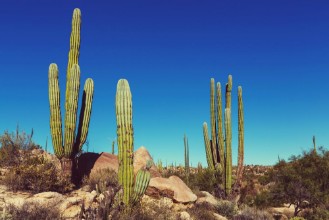Bild vun Cactus in Mexico