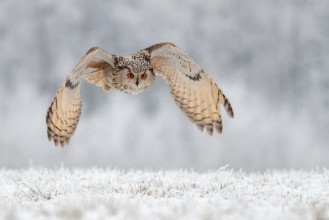 Bild von Flying owl in snow
