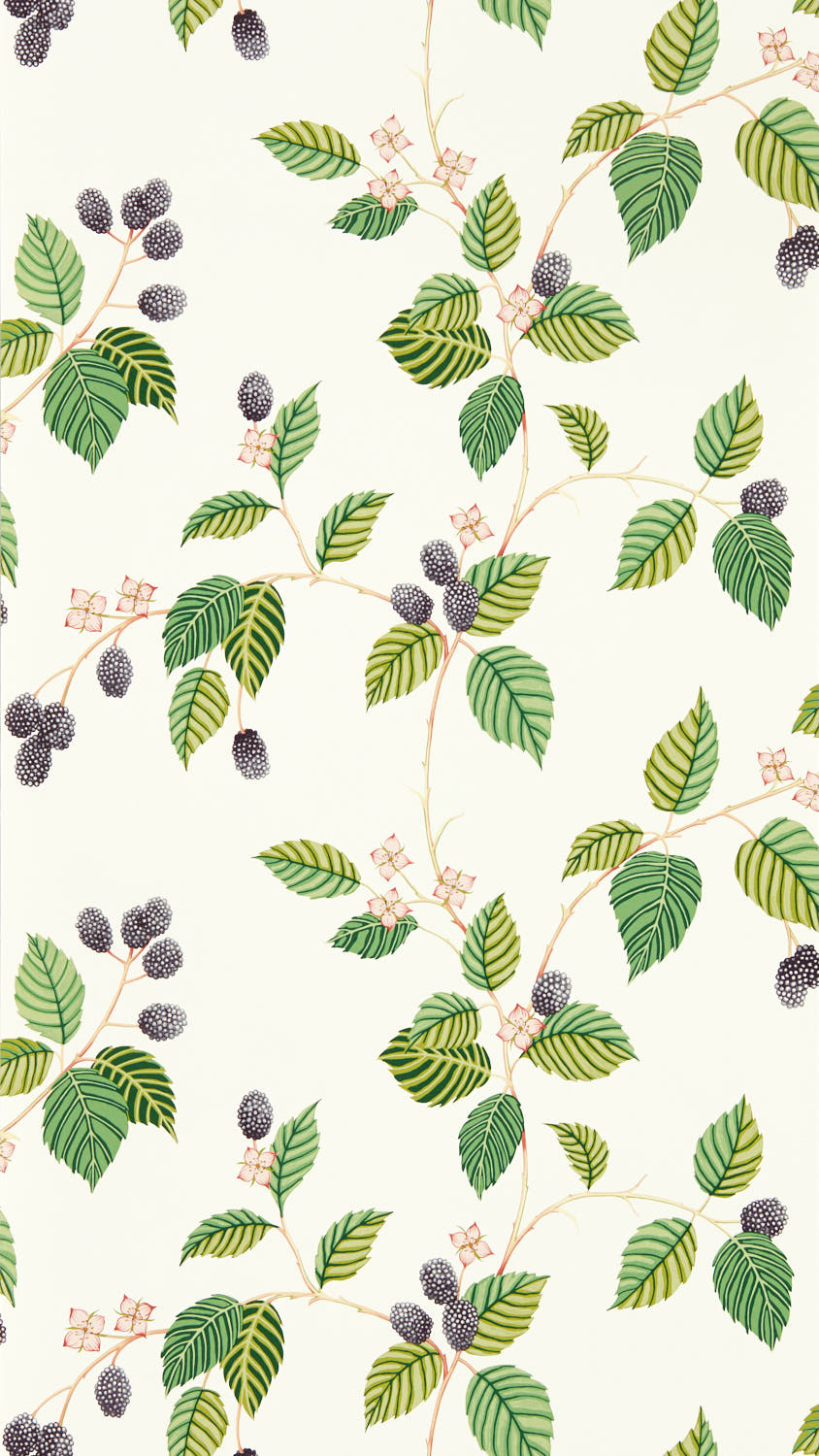 Picture of Väriyhdistelmä - Rubus Blackberry - DABW217227 - 03656-01