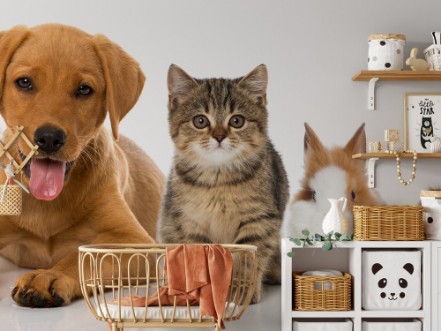 Haustiere photowallpaper Scandiwall