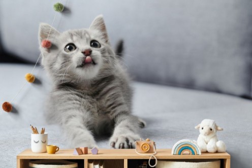 Beautiful little cat on a grey sofa photowallpaper Scandiwall