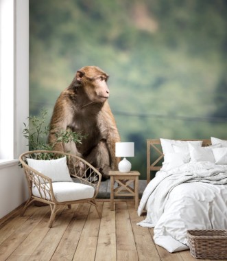 Monkeys on the side of the road in Darjeeling photowallpaper Scandiwall