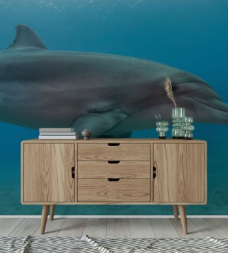 Dolphin swimming in the Red Sea Eilat Israel photowallpaper Scandiwall