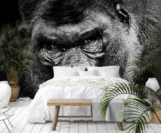 Western Lowland Gorilla X photowallpaper Scandiwall