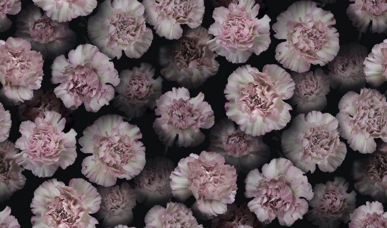 Coronation Marie - 9516W wallpaper Boråstapeter