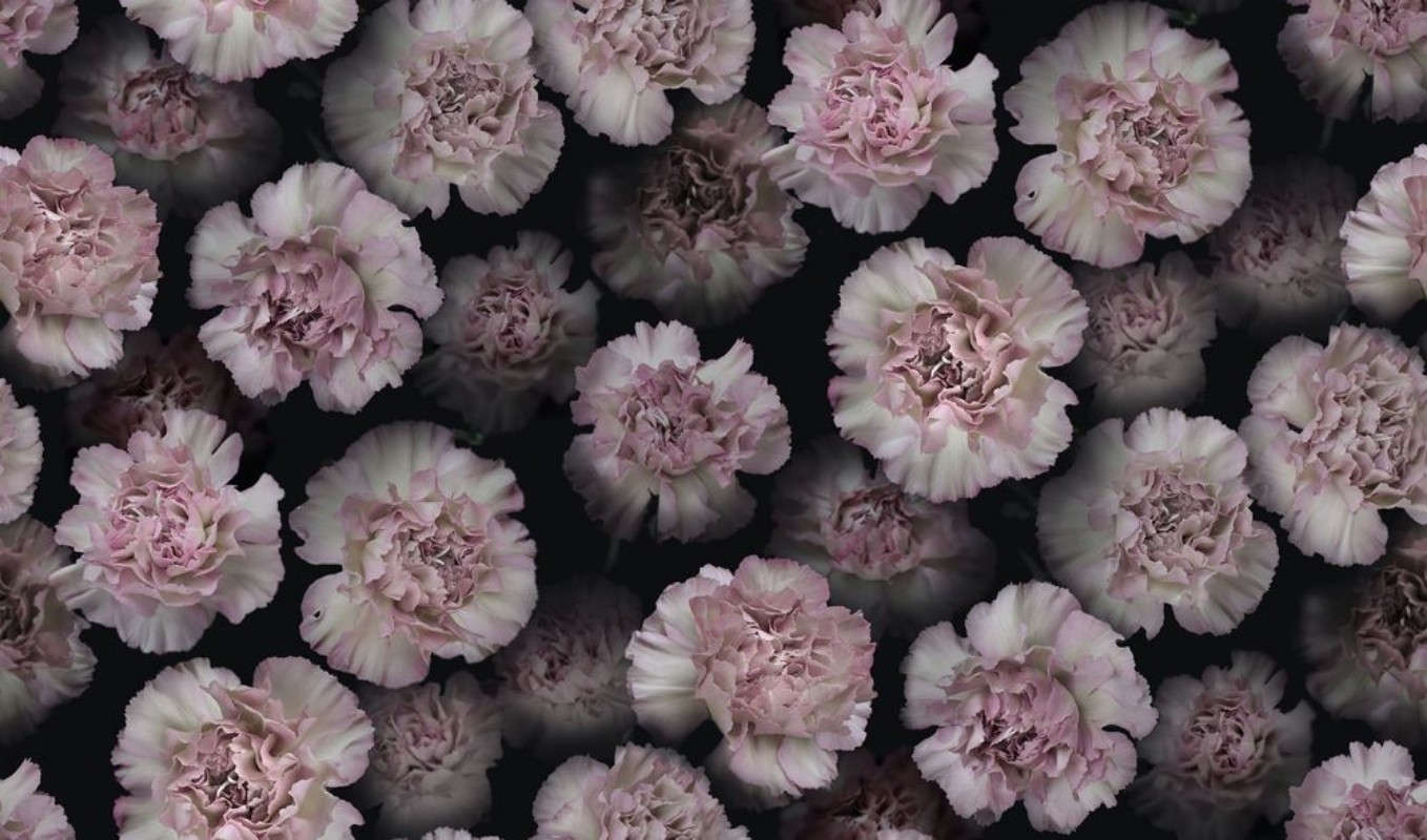 Coronation Marie - 9516W wallpaper Boråstapeter