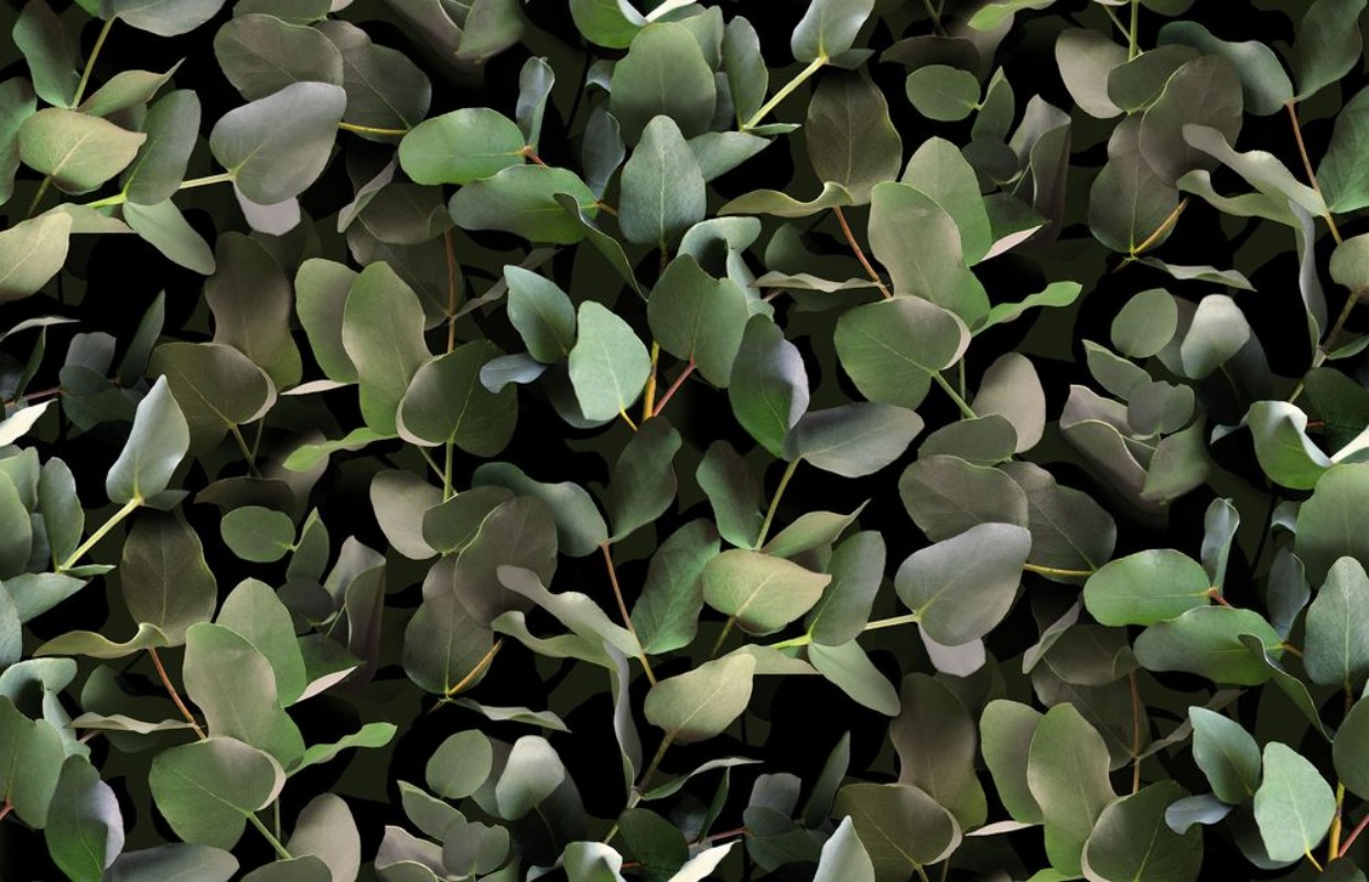 Eucalyptus - 9523W wallpaper Boråstapeter