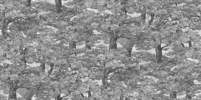 Samburu Tree  - 9573W wallpaper Boråstapeter